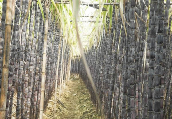 水南白蔗：皮薄肉脆、汁多清甜的清朝皇家贡品