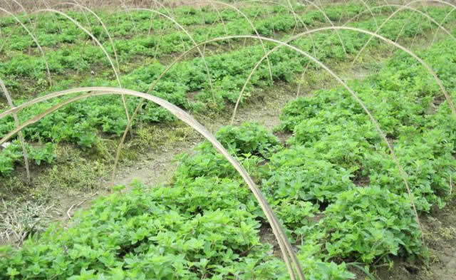 派潭凉粉草：拌上糖浆爽滑可口的清热解暑食品