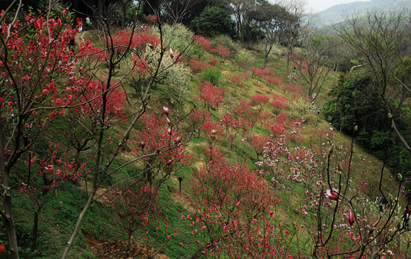 五一广州旅游好去处推荐：四月白云山桃花涧人面桃花相映红