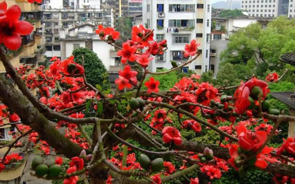 广州五一旅游去烈士陵园看木棉花迎来开花潮