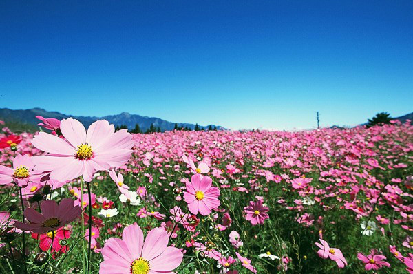 广州赏花胜地：彩蝶起舞梦幻百花洲