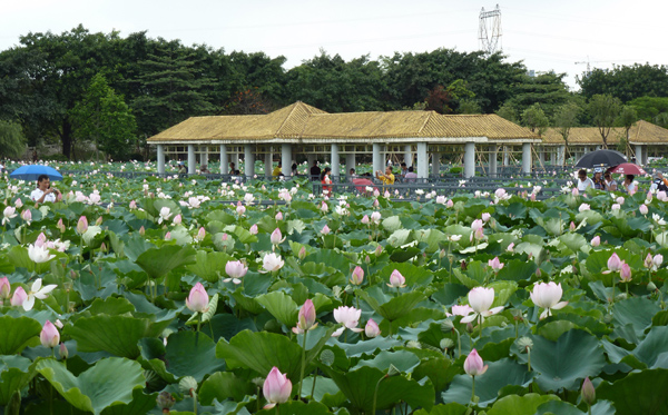 广东赏花胜地：莲香曼妙三水荷花世界