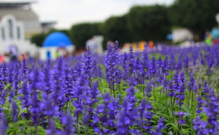 广州一日游攻略：百万葵园上万平米薰衣草盛放