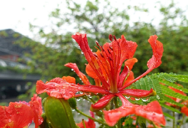 美在花城：今年广州的凤凰花你看了吗？