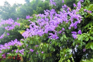 6月到羊城哪儿去赏花？荷花和大叶紫薇赏花地图拿走不谢