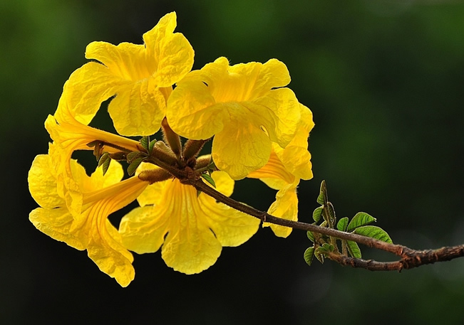 美在花城——广州市公园赏花季节有哪些？