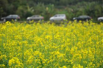 广州花都红山村花花世界