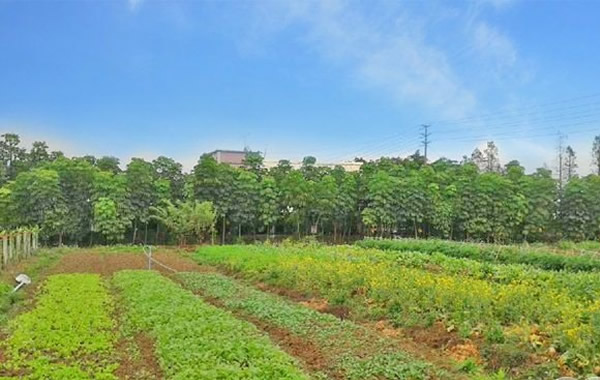 国庆去哪里？到番禺海鸥岛吃咸鸭蛋！