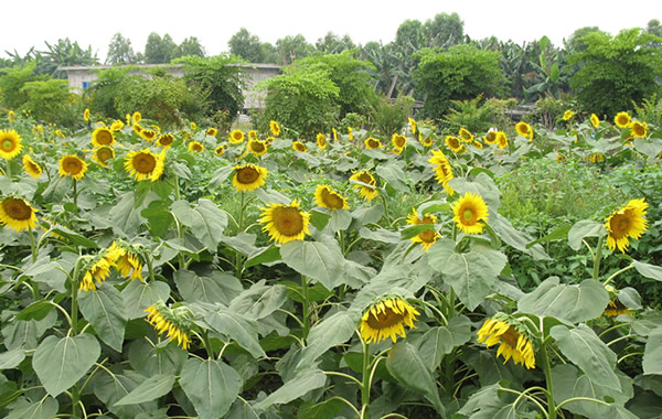 广州国庆自驾旅行：百万葵园赏花攻略