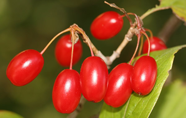 重阳节为什么插茱萸？