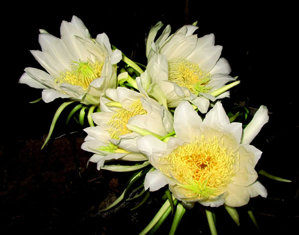 广州黄埔深井霸王花你吃过吗？