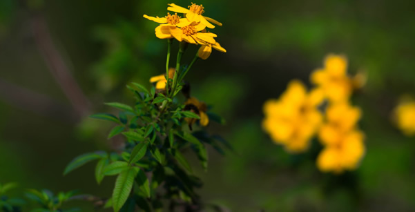 广州红色之旅黄花岗起义公园一日游