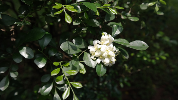 胡汉民与广州黄花岗起义