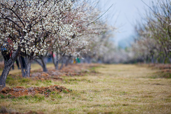 今年春节到萝岗公园观赏梅花