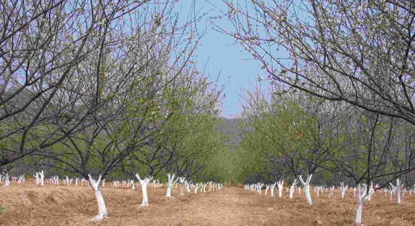 春节相约到萝岗香雪公园赏梅