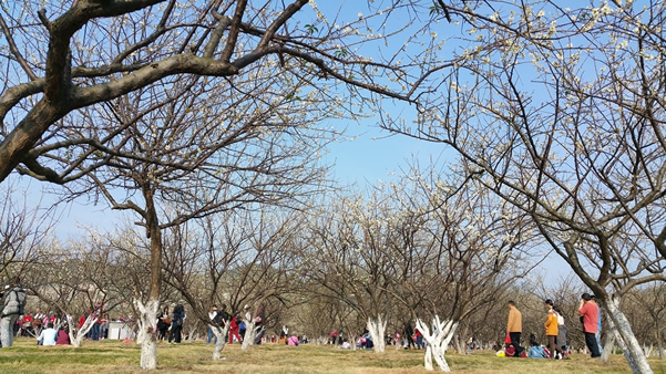 广州萝岗香雪公园简介①