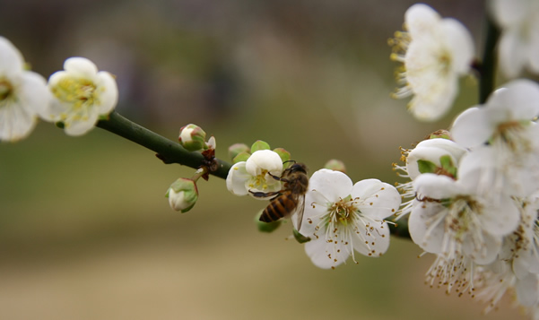 春节到萝岗公园看梅花三弄①