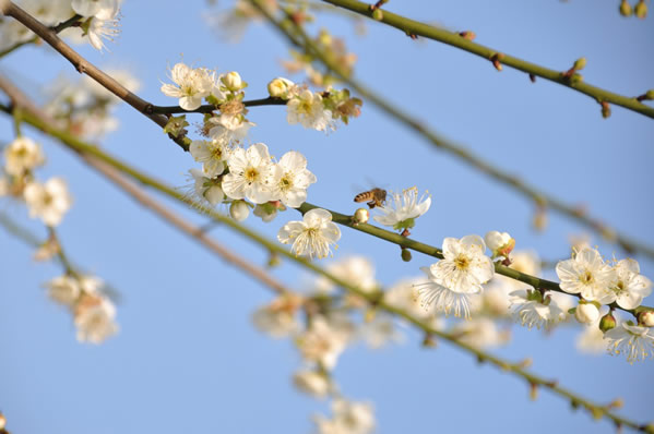 春节到萝岗公园看梅花三弄②