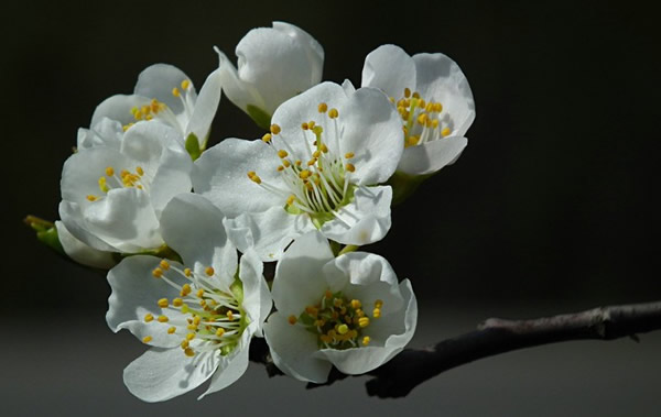 春节到从化溪头村观赏李花！