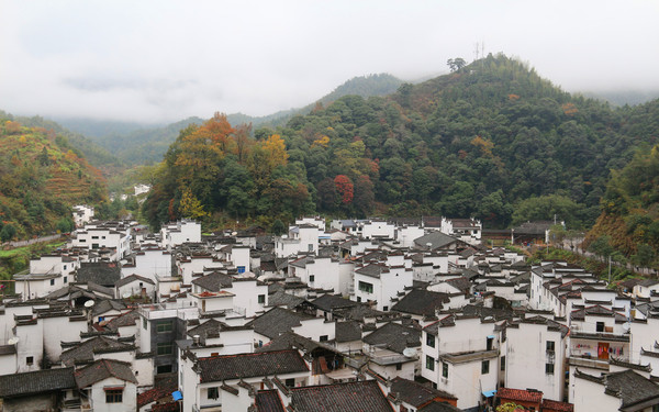 春节旅游到溪头村观赏李花