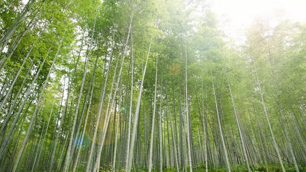 从化溪头村一日旅游攻略⑤