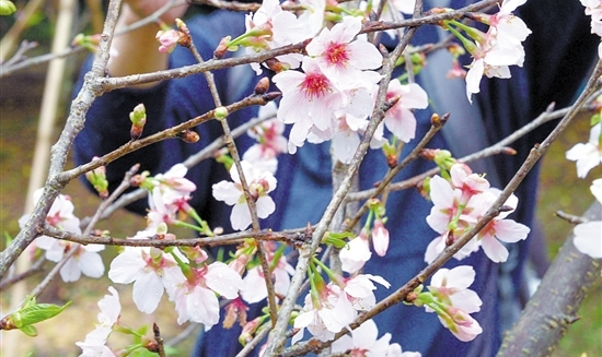 2017年元宵节白云山最全赏花攻略