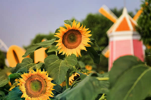 三月到百万葵园看百花齐放