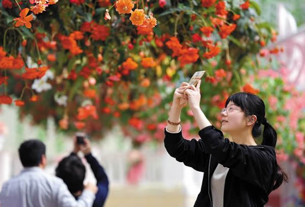 春季到广州南沙百万葵园赏花