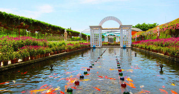 夏季旅游到番禺百万葵园赏花