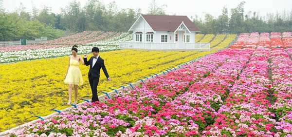 春季旅游到百万葵园听乐赏花！
