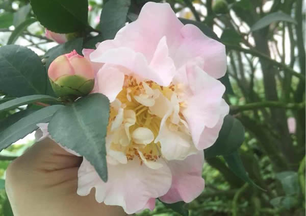 广州百万葵园春季一日游记
