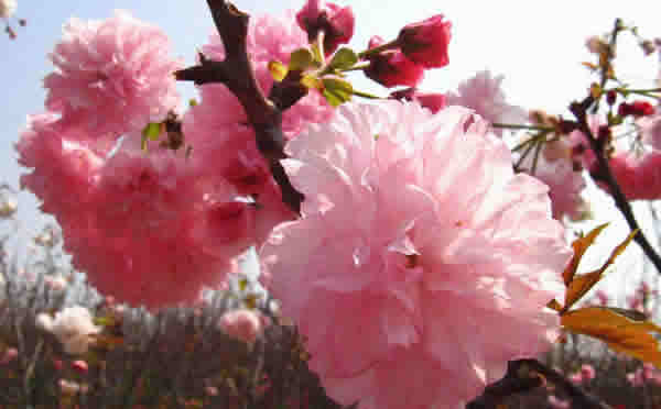 三八妇女节到百万葵园看樱花