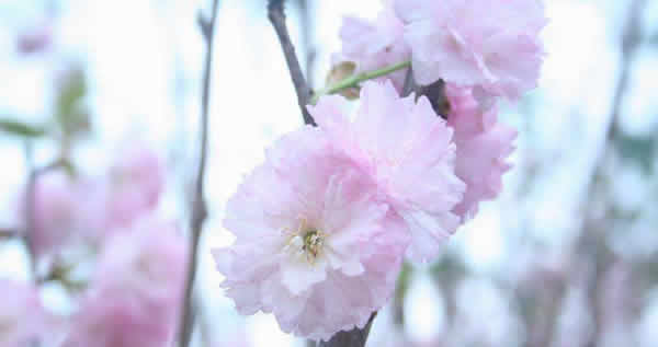 春季旅游到百万葵园赏樱花
