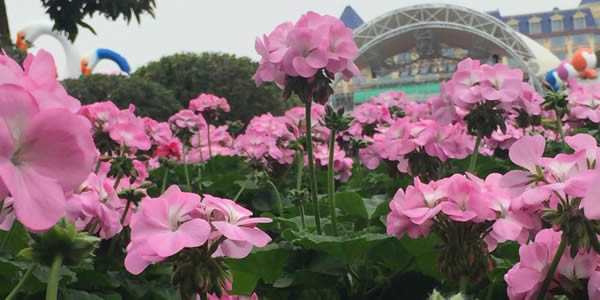 广州番禺百万葵园赏花游记