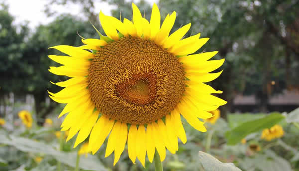 三八妇女节到番禺百万葵园枕花而眠
