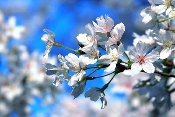 春季旅游到广州百万葵园赏樱花