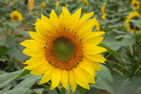 春季到番禺百万葵园赏花踏青
