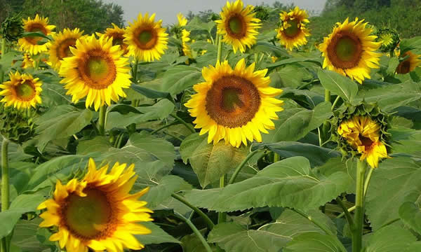 三八妇女节到百万葵园看百花争艳