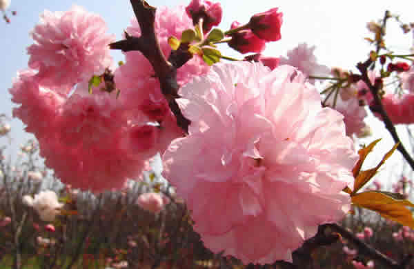三八妇女节到百万葵园欣赏樱花