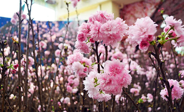三八妇女节到百万葵园踏春赏花