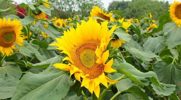 清明节广州百万葵园一日游攻略