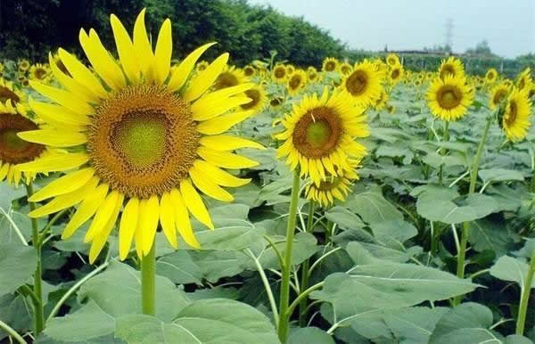 清明节旅游到百万葵园赏花吧！
