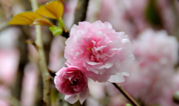 清明节一日游到百万葵园欣赏樱花
