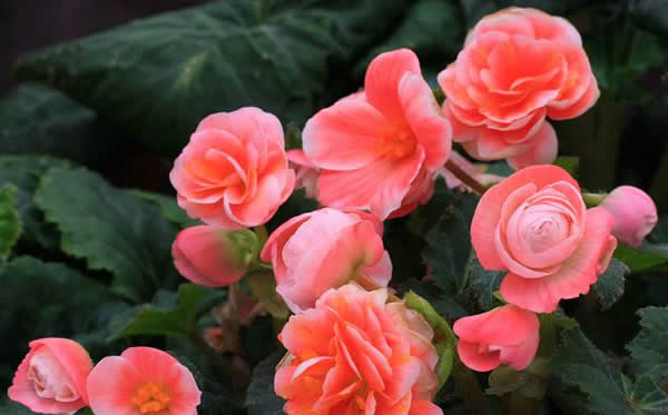 清明节到番禺百万葵园欣赏海棠花