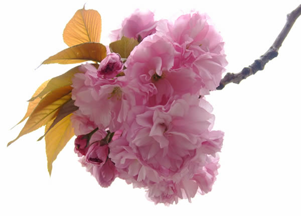 清明节约会到百万葵园欣赏樱花