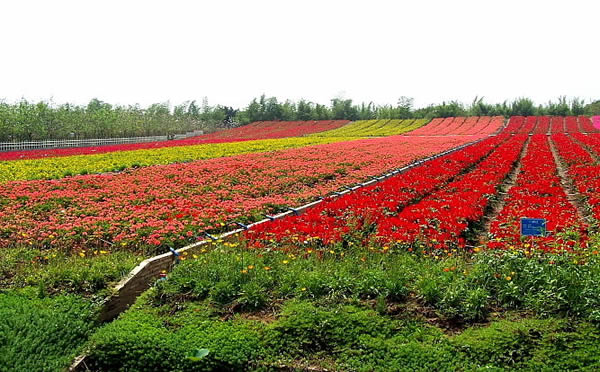 清明节到百万葵欣赏香水百合花