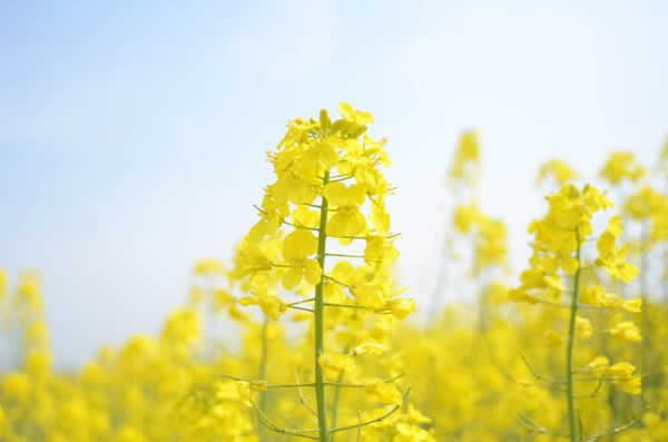 清明节到岭南印象园观赏油菜花