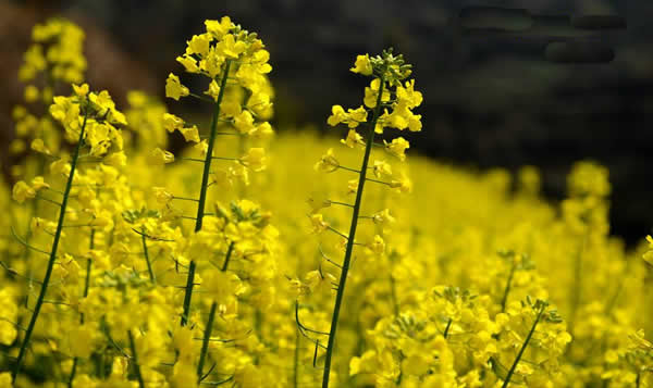 岭南印象园观赏油菜花一日游攻略