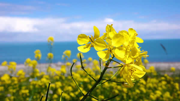 清明小长假去岭南印象园观赏油菜花