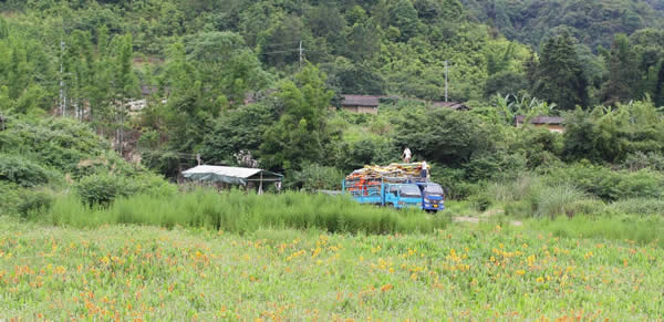 五一小长假到从化响水峡喝咖啡赏花海